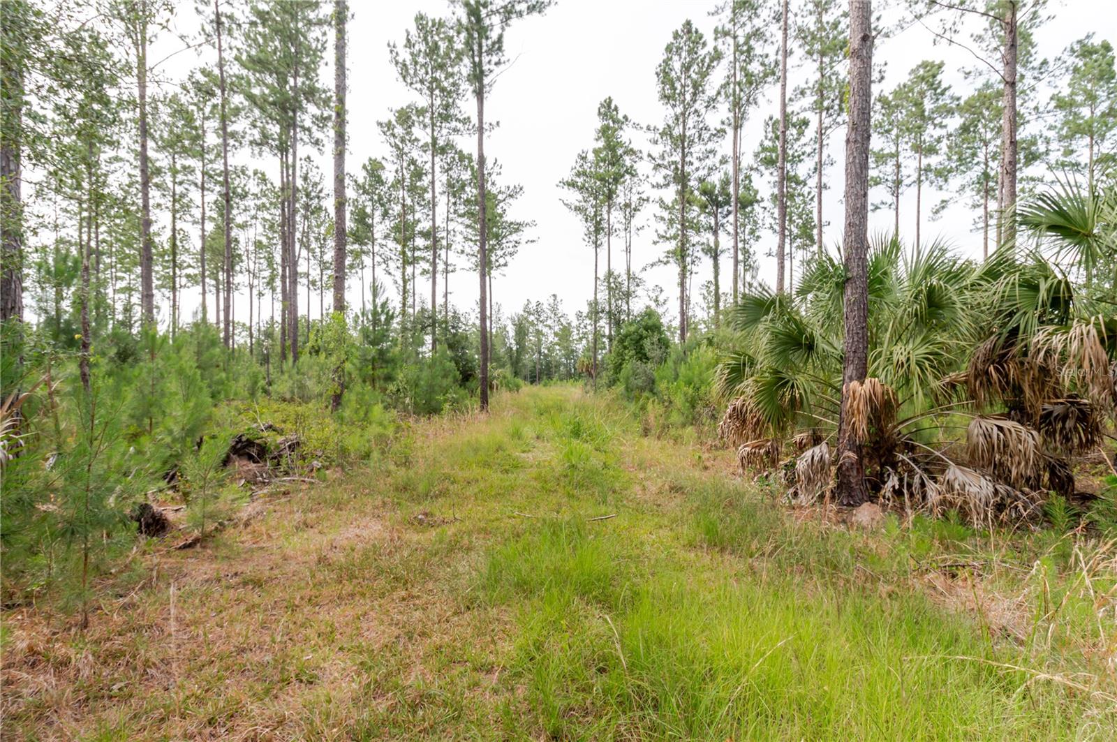 NE 90TH STREET RD, FORT MC COY, FL — photo 22