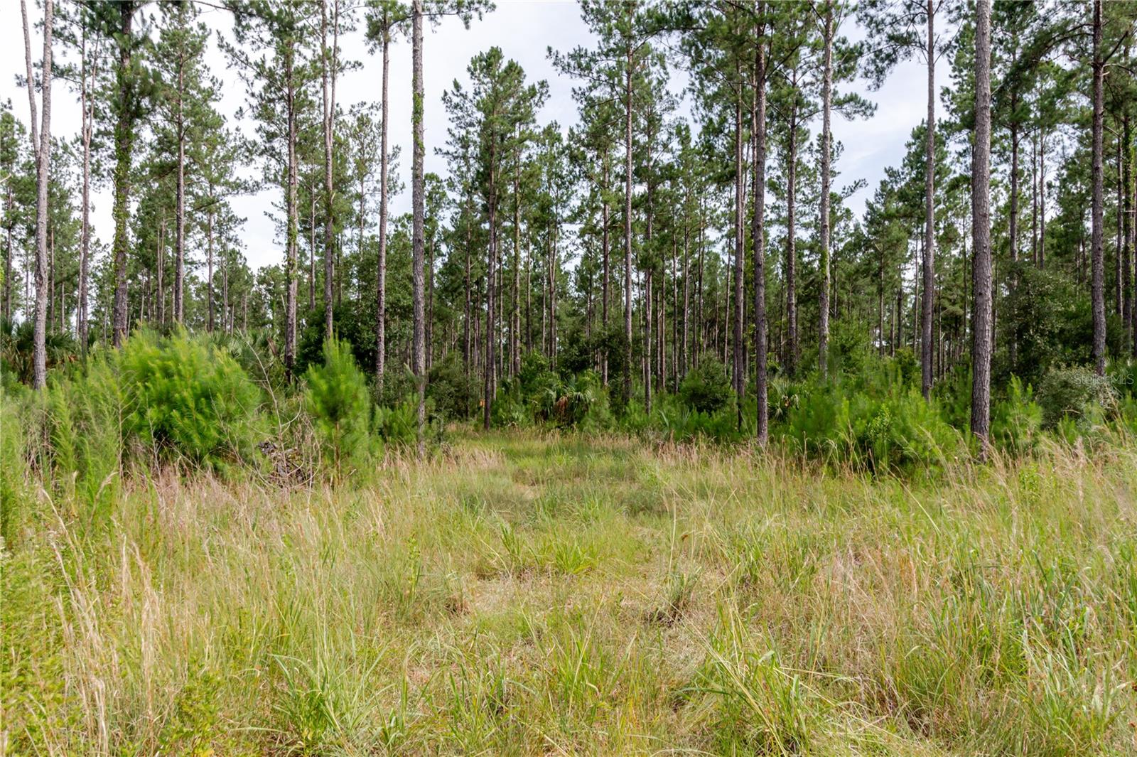 NE 90TH STREET RD, FORT MC COY, FL — photo 23