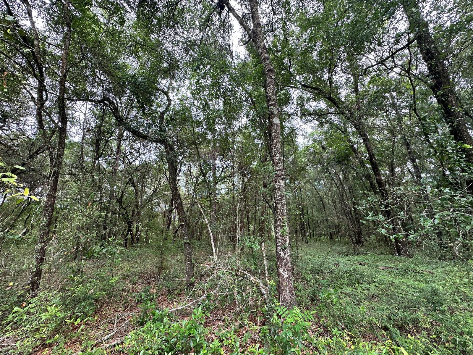 TBD NE 65TH LN, BRONSON, FL — photo 7