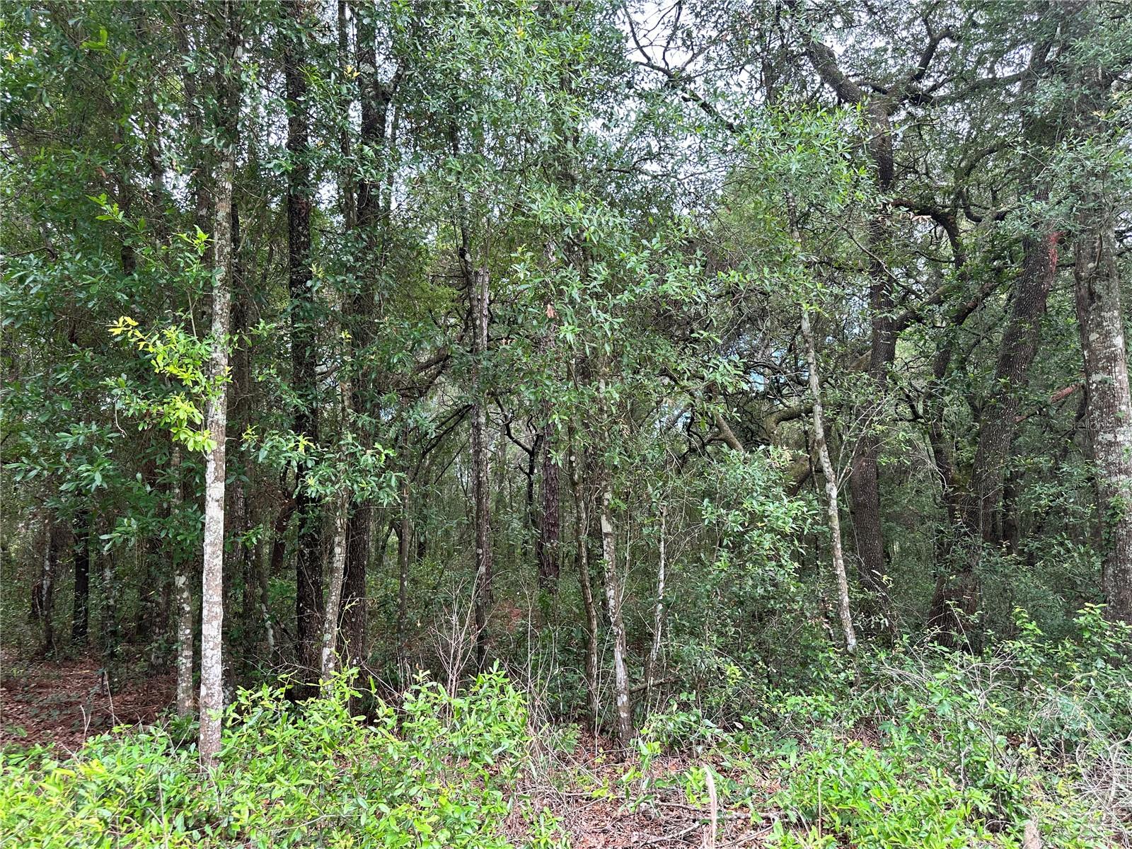 TBD NE 65TH LN, BRONSON, FL — photo 9