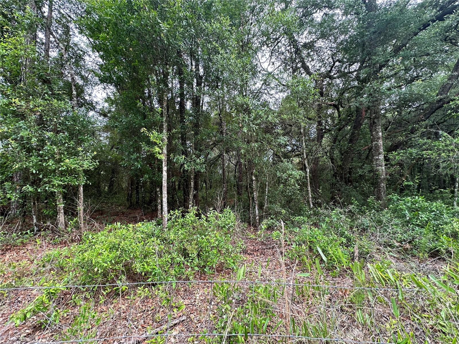 TBD NE 65TH LN, BRONSON, FL — photo 10