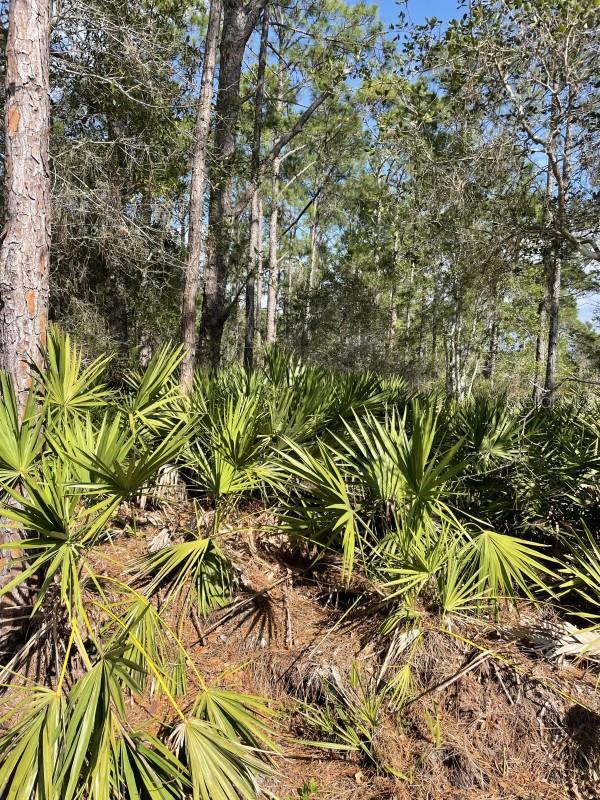 32 FYFE AVE, DEBARY, FL — photo 2