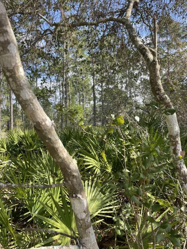 32 FYFE AVE, DEBARY, FL — photo 3