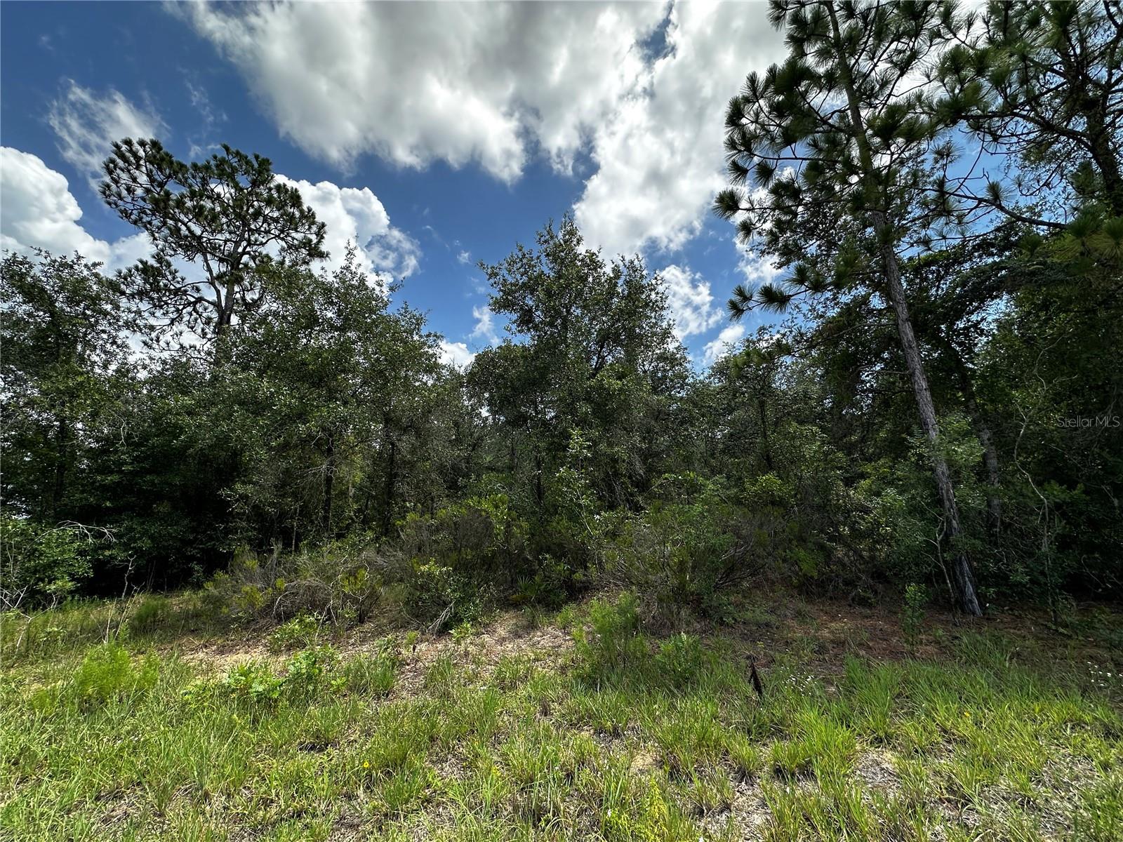 12930 NE 15TH ST, WILLISTON, FL — photo 3