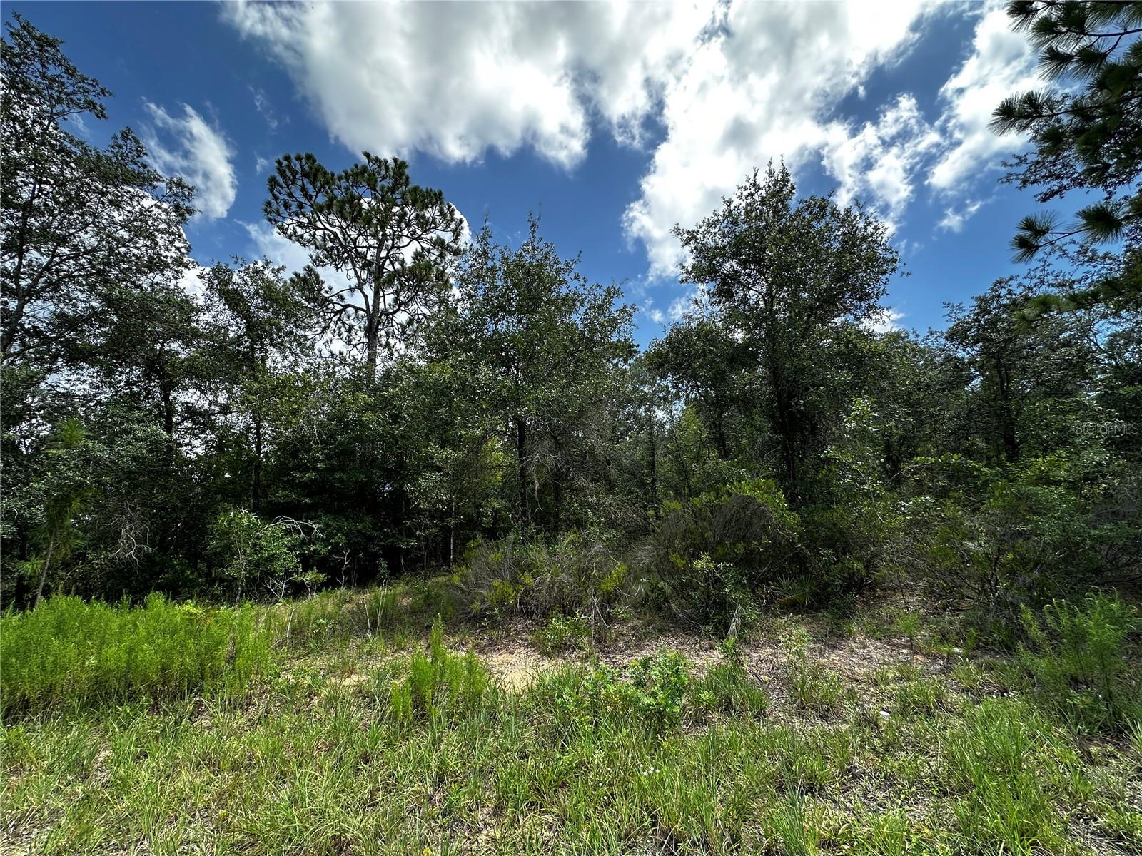 12930 NE 15TH ST, WILLISTON, FL — photo 4