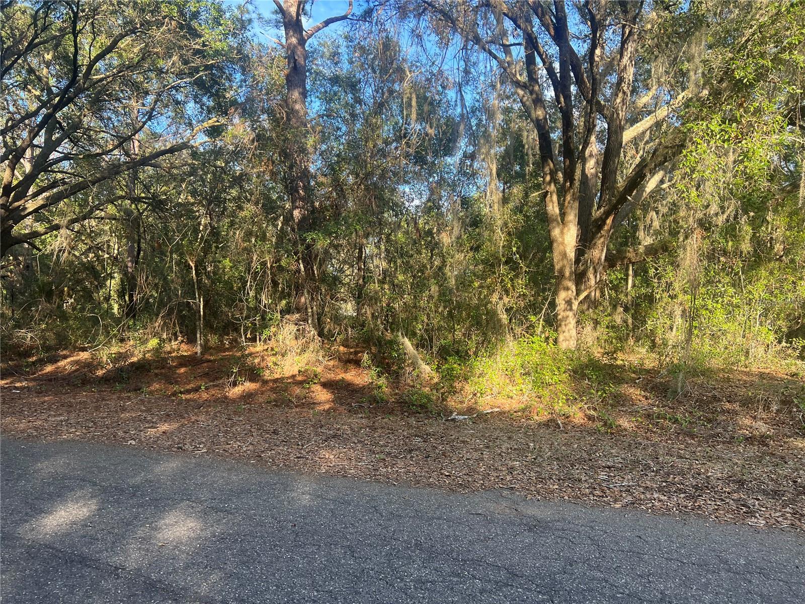 GUAVA TERRACE, OCKLAWAHA, FL — photo 2