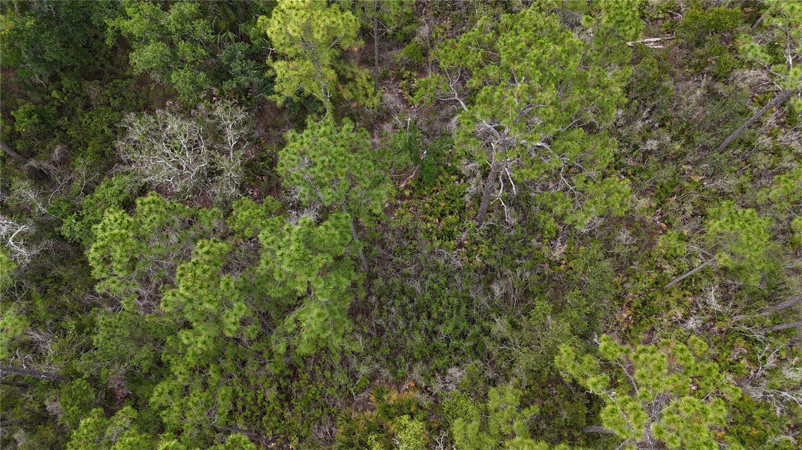 LOTS 10,11,12,13 ADAMS BEACH ROAD, PERRY, FL — photo 17
