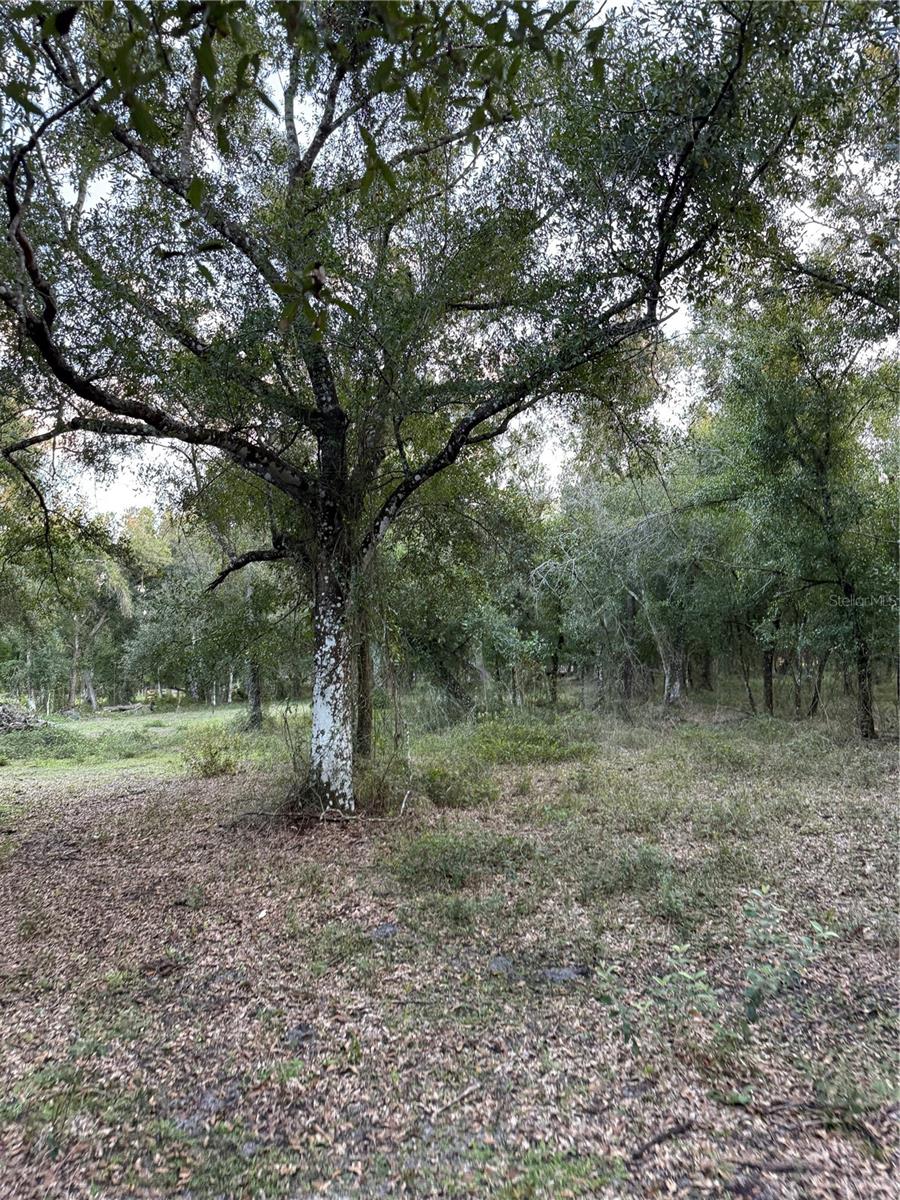 SE BROWN RD, ARCADIA, FL — photo 12
