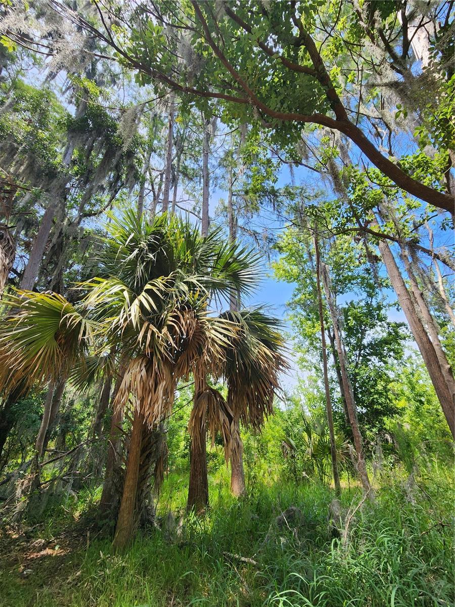 16950 ARROWHEAD BLVD, WINTER GARDEN, FL — photo 4