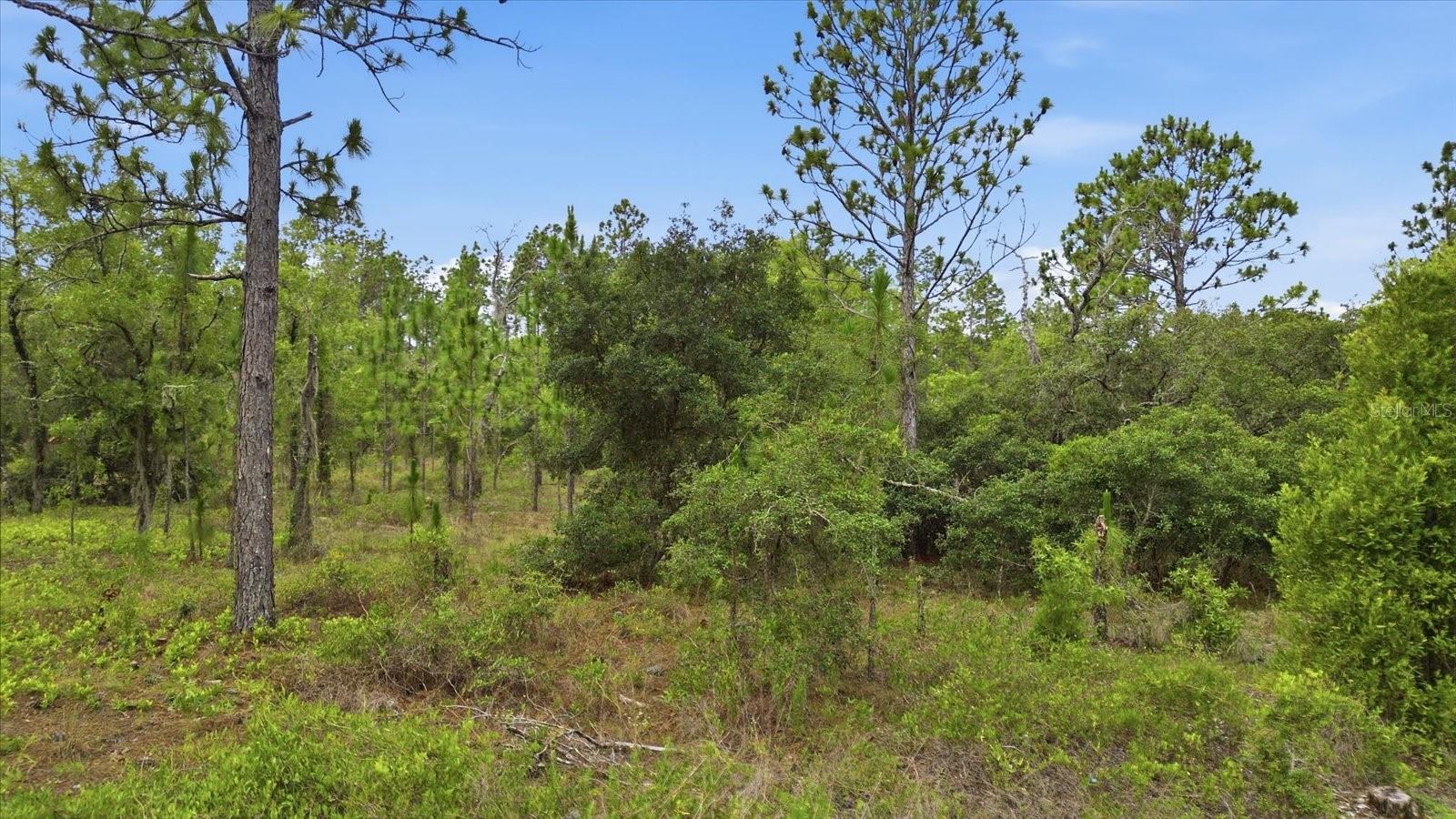 0000 SW PLAZA COURT CT, DUNNELLON, FL — photo 2