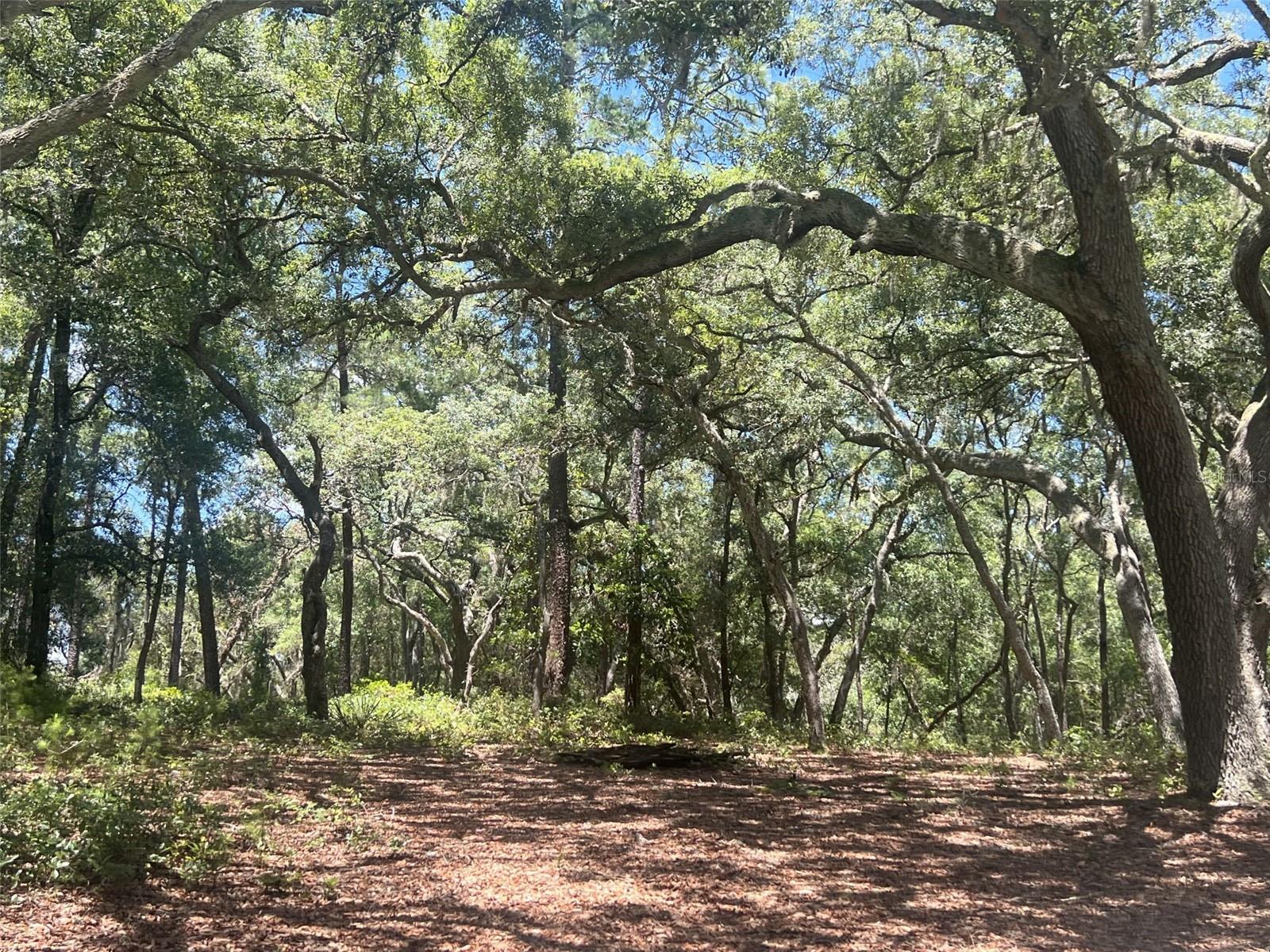 1425 RENBAR RD, DE LEON SPRINGS, FL — photo 4