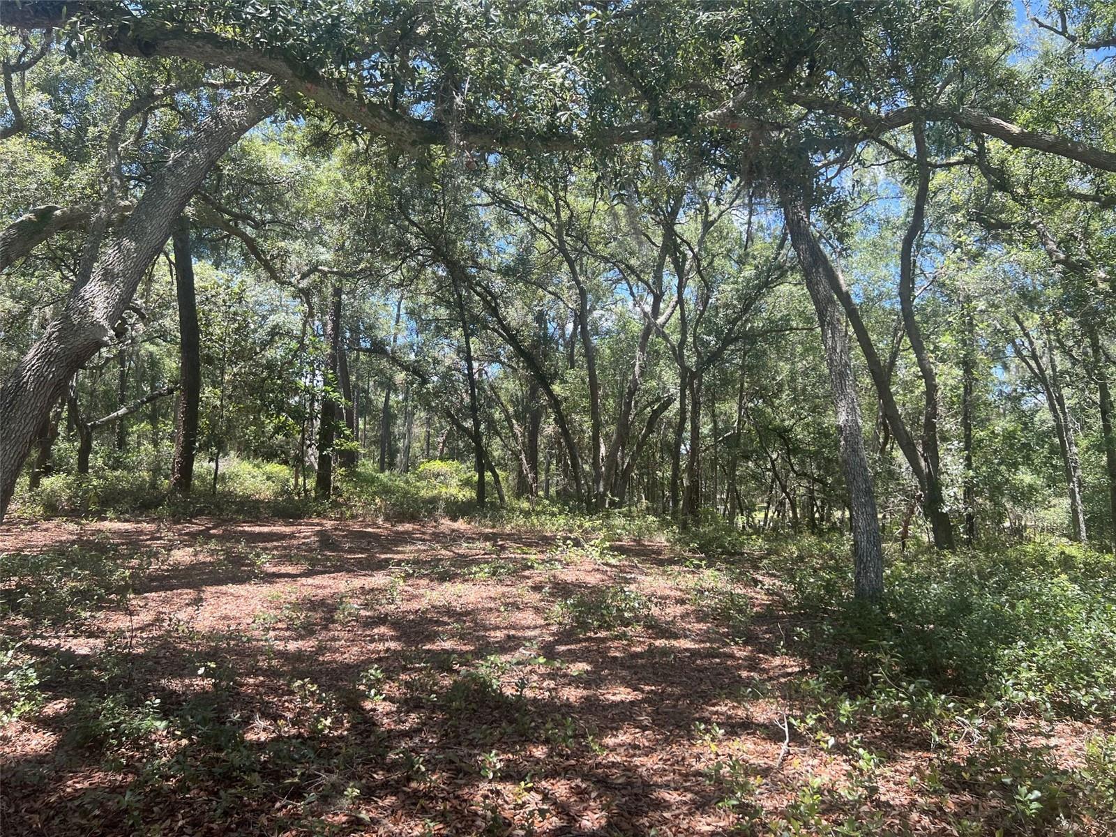 1425 RENBAR RD, DE LEON SPRINGS, FL — photo 5