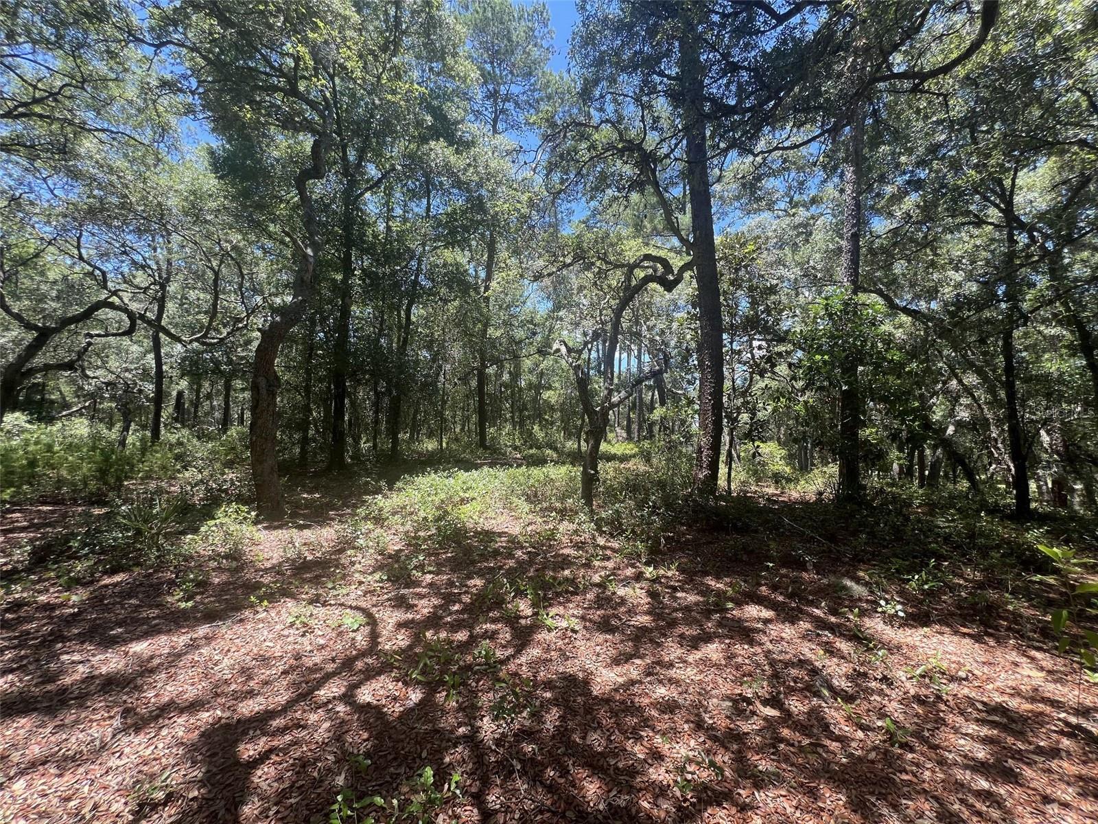 1425 RENBAR RD, DE LEON SPRINGS, FL — photo 15