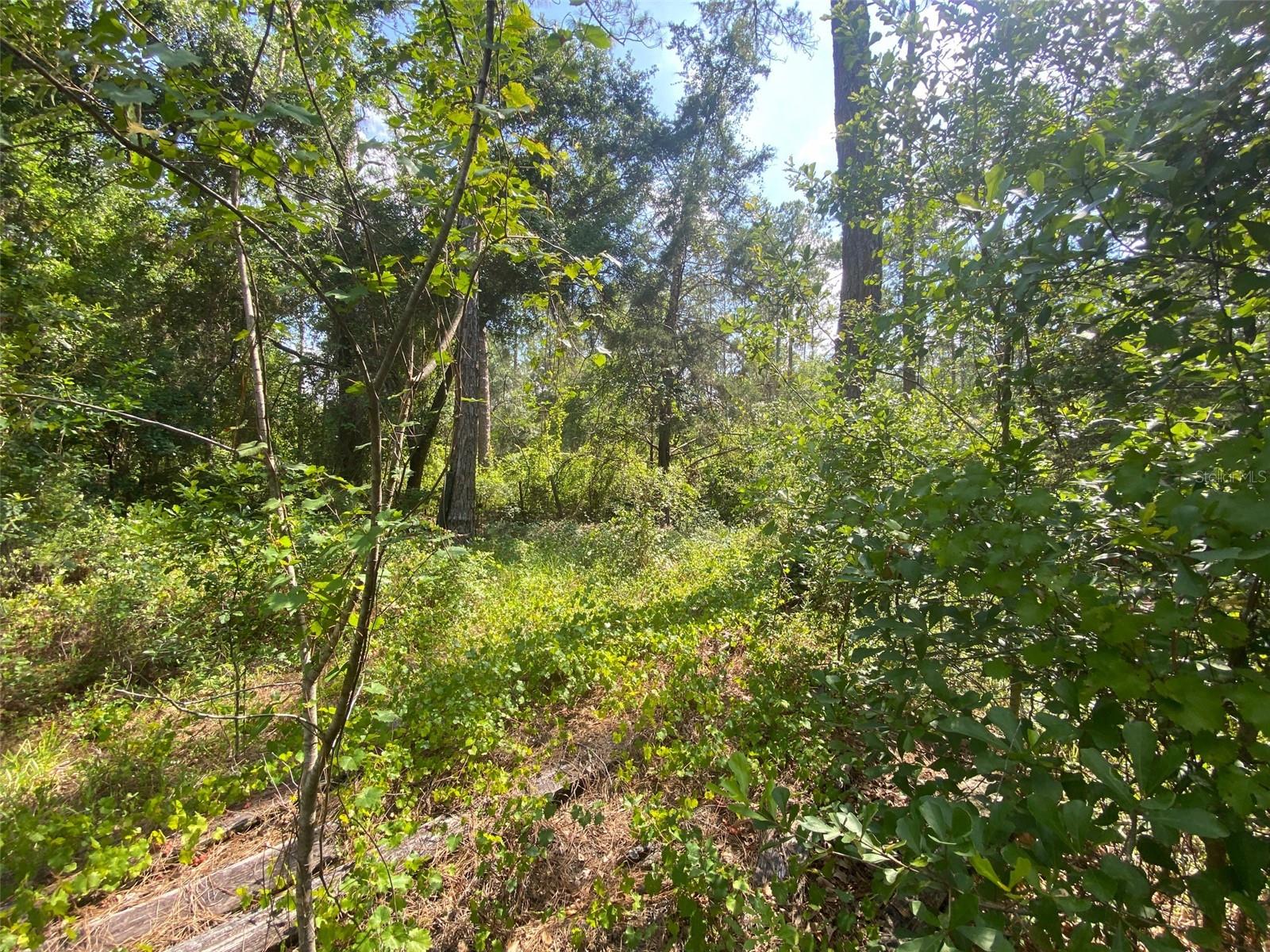 13701 NE 66TH AVE, CITRA, FL — photo 5
