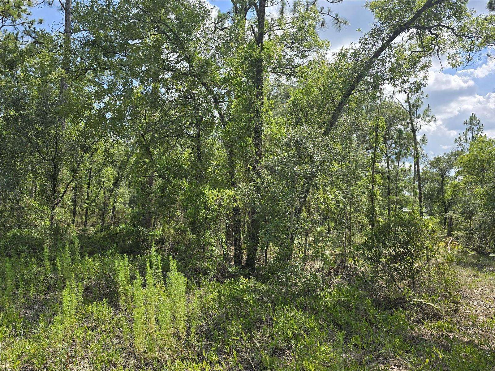 00 NE 121ST AVE, WILLISTON, FL — photo 4