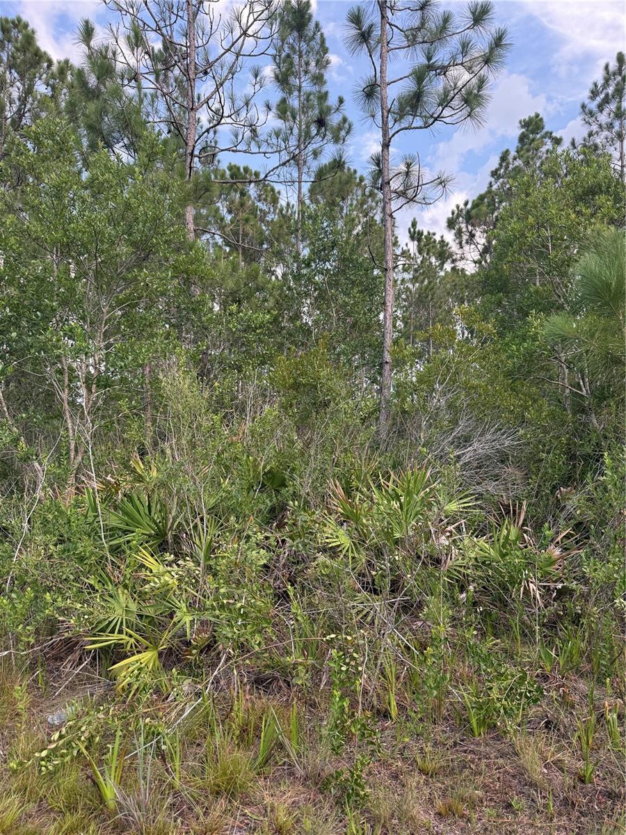HOLOPAW GROVES RD #Lot 125 & 126, ST CLOUD, FL — photo 8