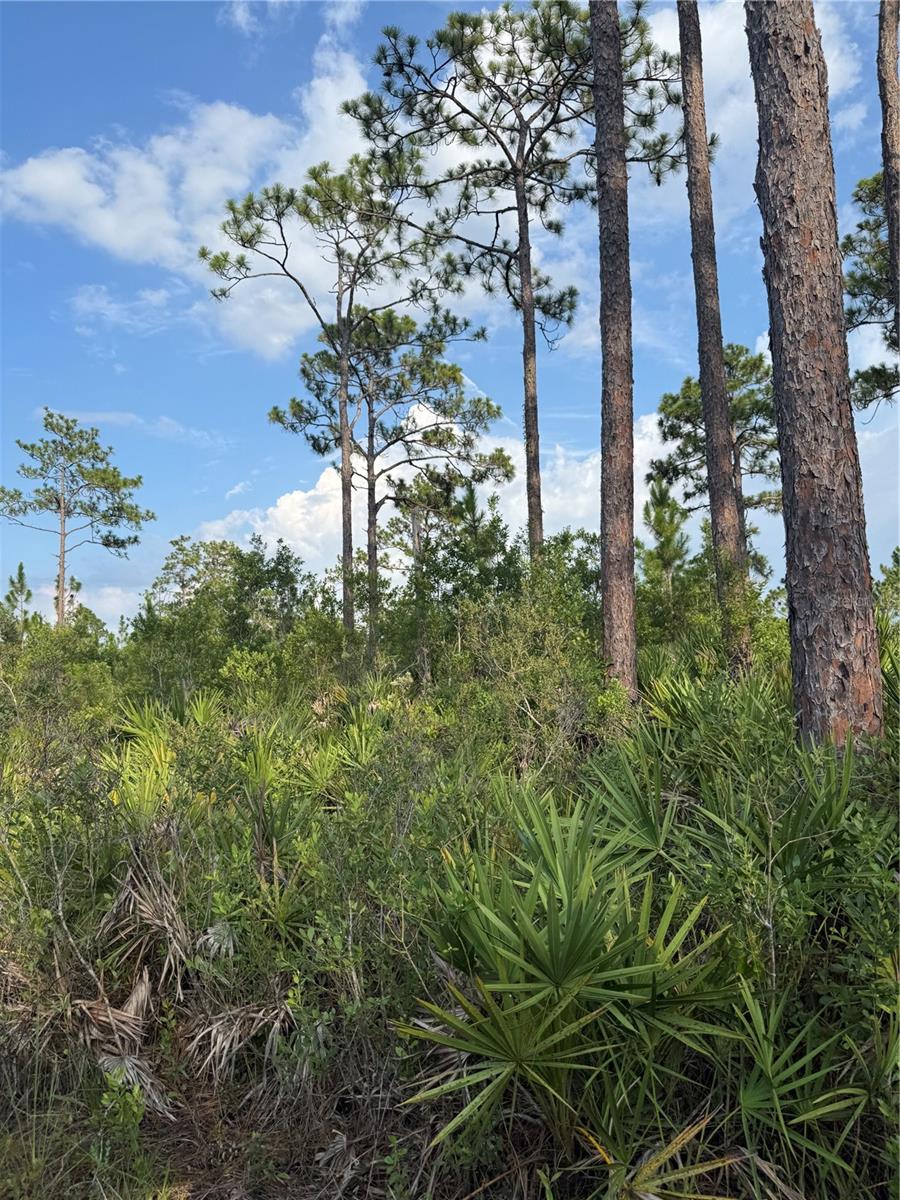 HOLOPAW GROVES RD #Lot 99 & 100, ST CLOUD, FL — photo 7
