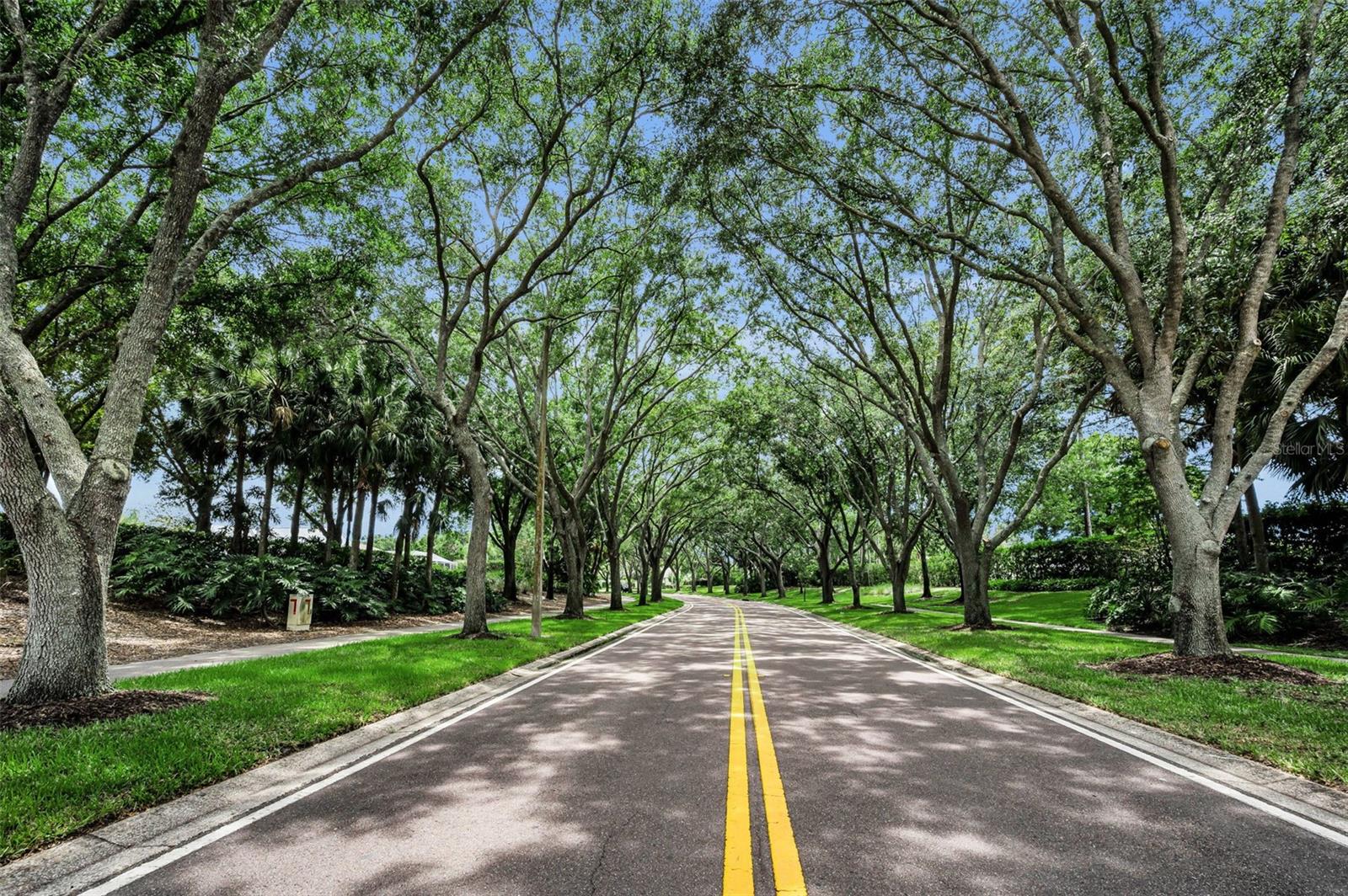 4084 LIGUSTRUM DR, PALM HARBOR, FL — photo 84