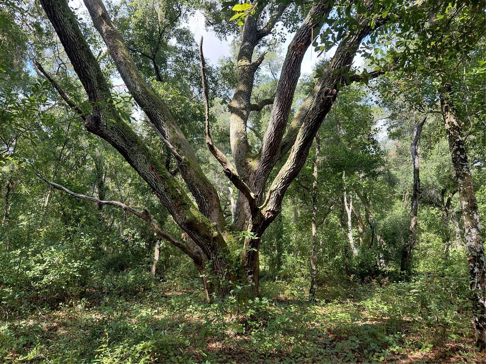 PINON DR, WEBSTER, FL — photo 4