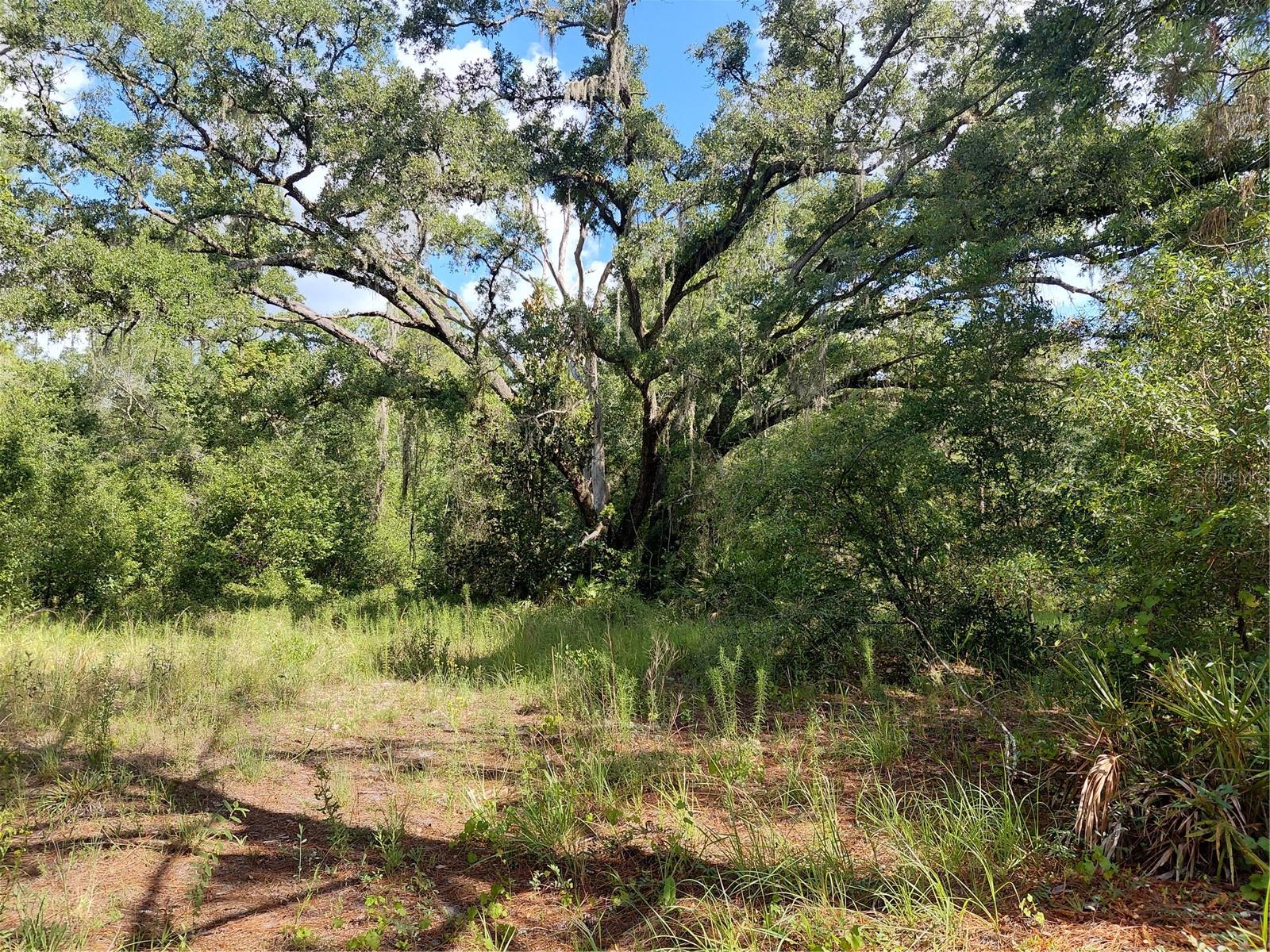 PINON DR, WEBSTER, FL — photo 5