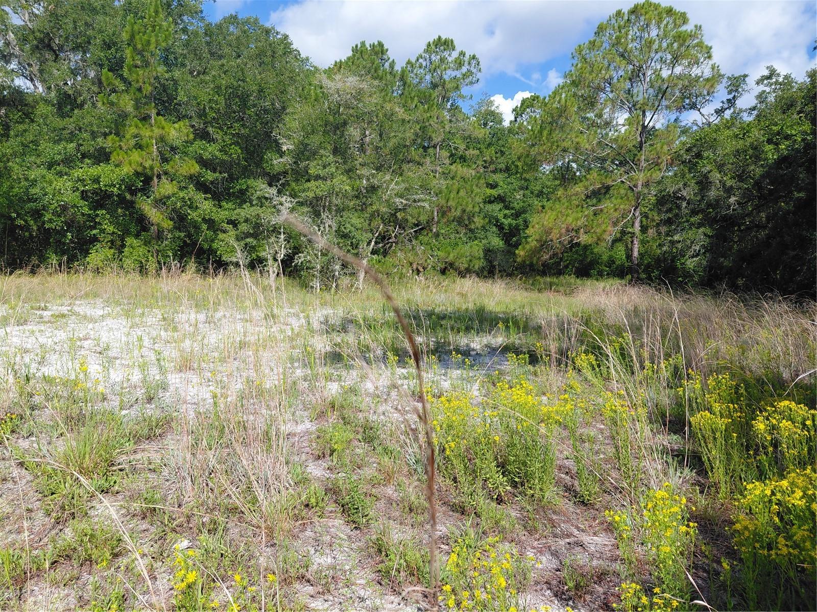 PINON DR, WEBSTER, FL — photo 6