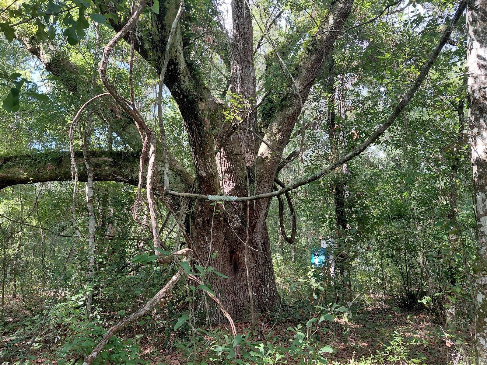 PINON DR, WEBSTER, FL — photo 12