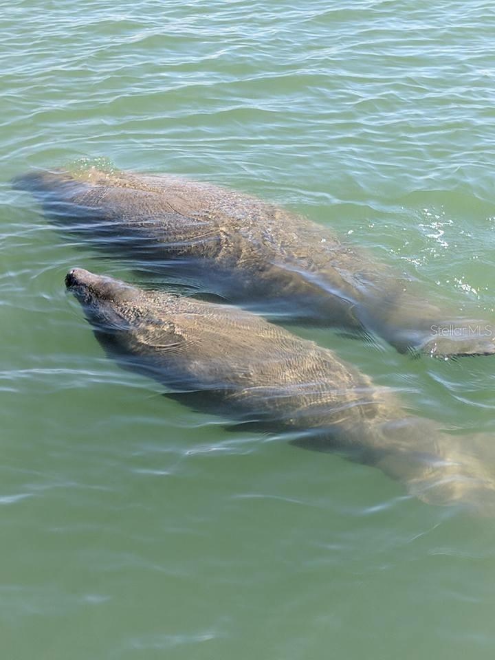 11025 W HARBOR WATCH LOOP #31, CRYSTAL RIVER, FL — photo 48