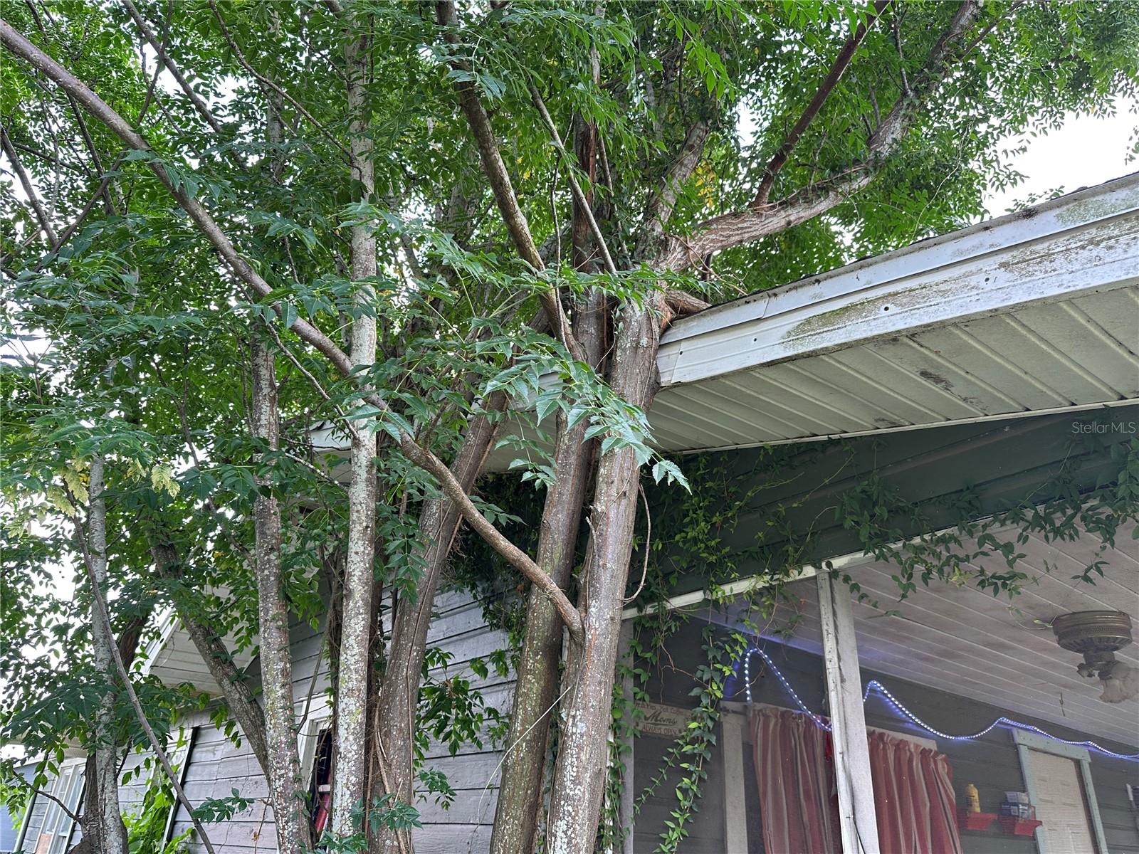 1105 NE 1ST ST, MULBERRY, FL — photo 54