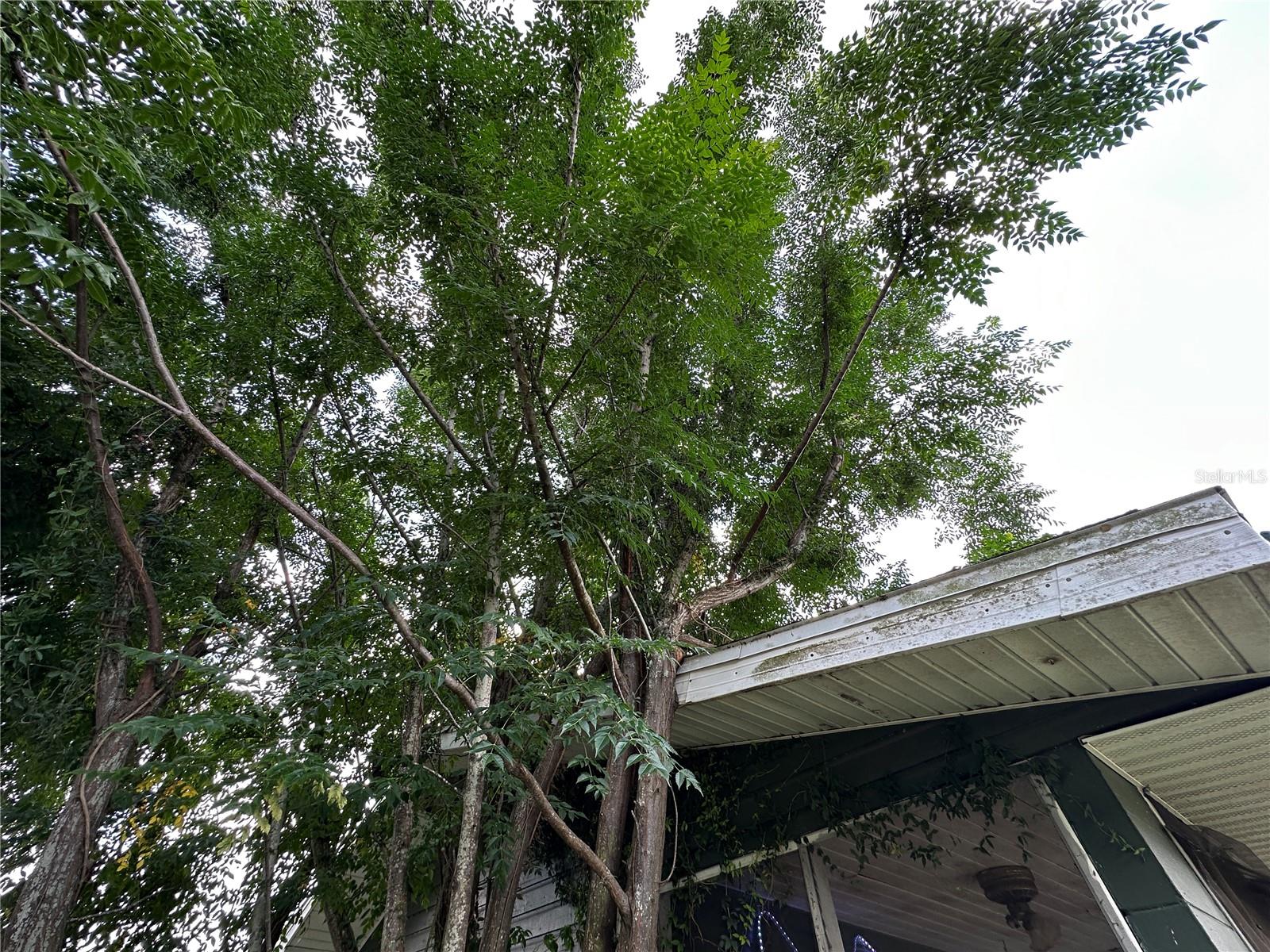1105 NE 1ST ST, MULBERRY, FL — photo 83