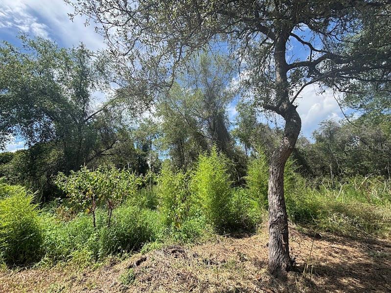 15299 NE 238TH ST, FORT MC COY, FL — photo 15