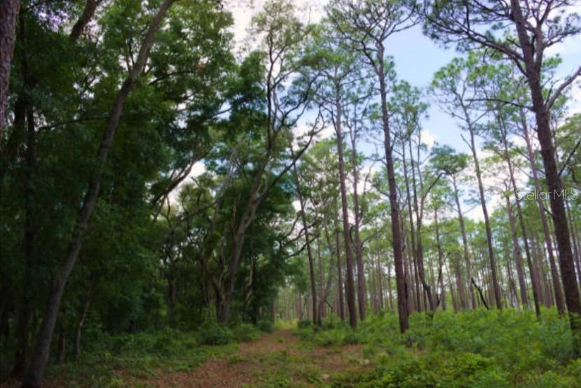 15299 NE 238TH ST, FORT MC COY, FL — photo 30