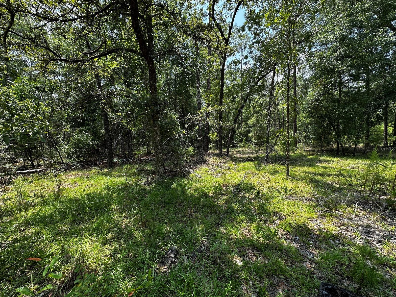 6270 NE 139TH AVE, WILLISTON, FL — photo 5