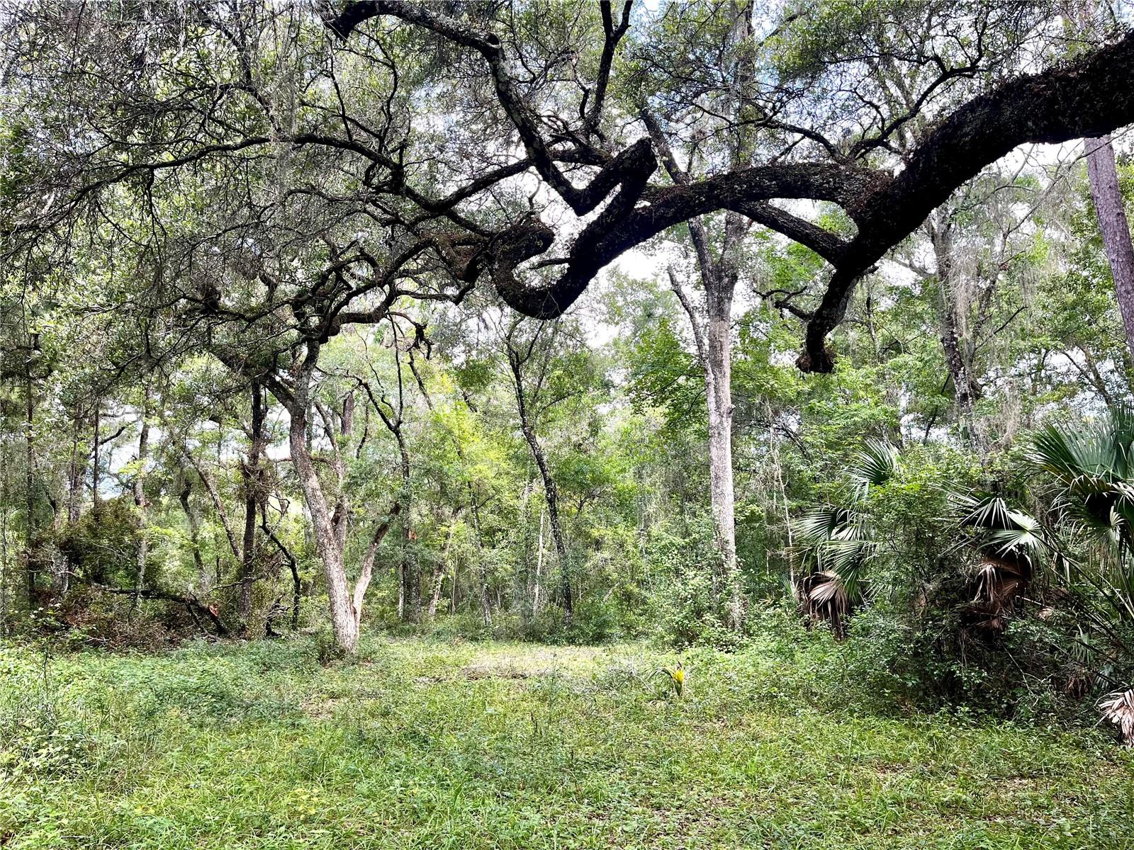 TBD NW 127TH CT, OCALA, FL — photo 13