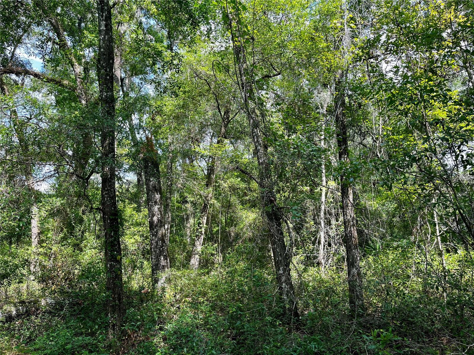 TBD NW 127TH CT, OCALA, FL — photo 15