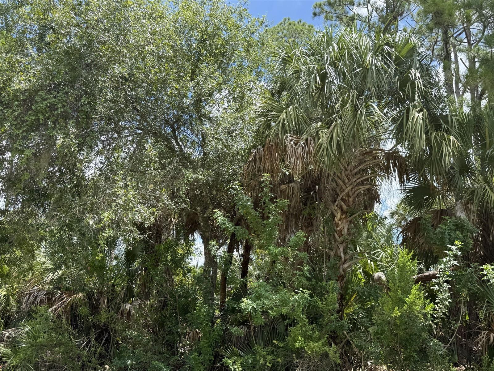 BADALI RD, NORTH PORT, FL — photo 4