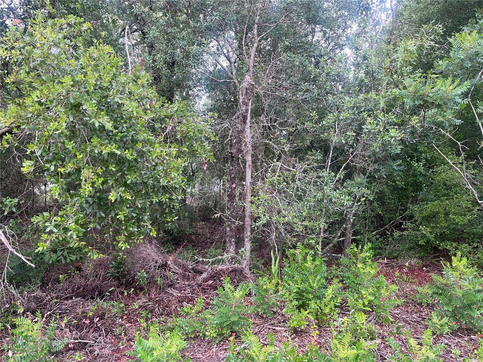 11052 N IRON DR, CITRUS SPRINGS, FL — photo 3