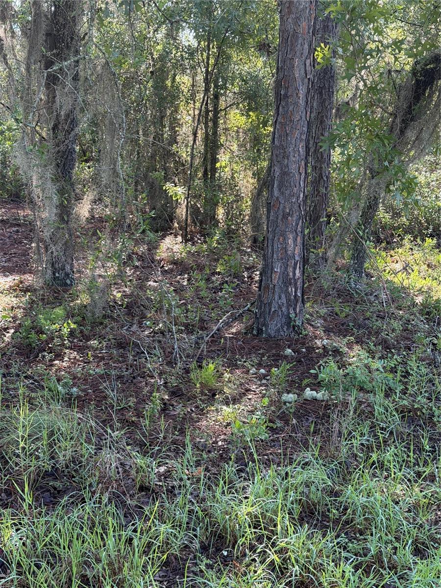 ALASKA AVE, INTERLACHEN, FL — photo 5